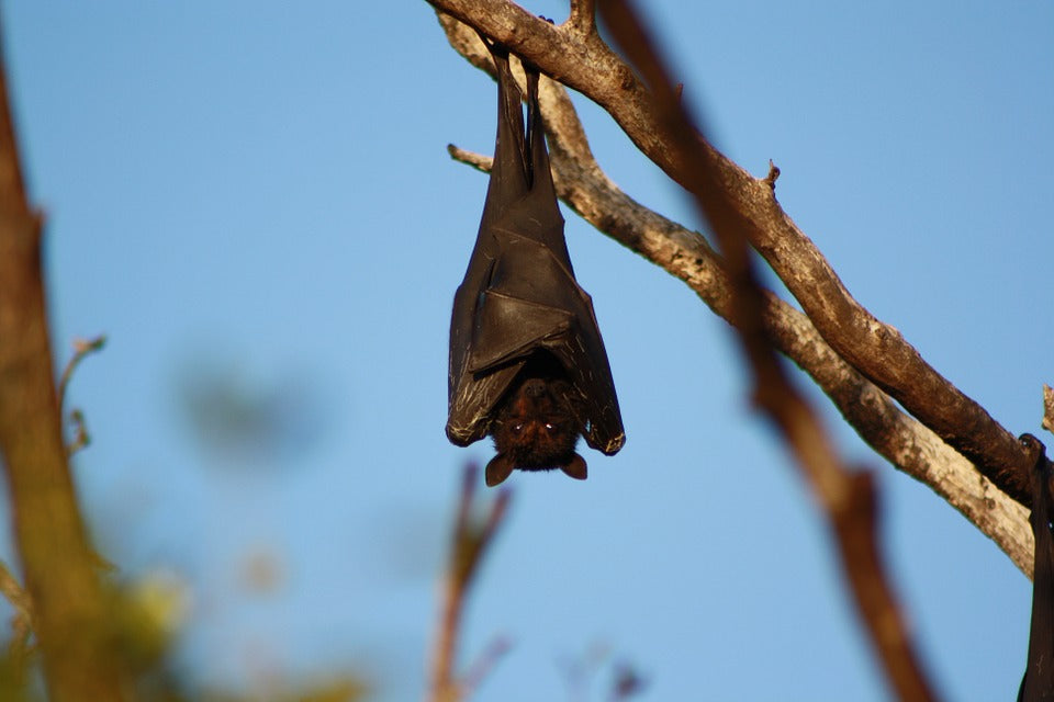 Image for How To Pull Off a Successful Bat-Hang
